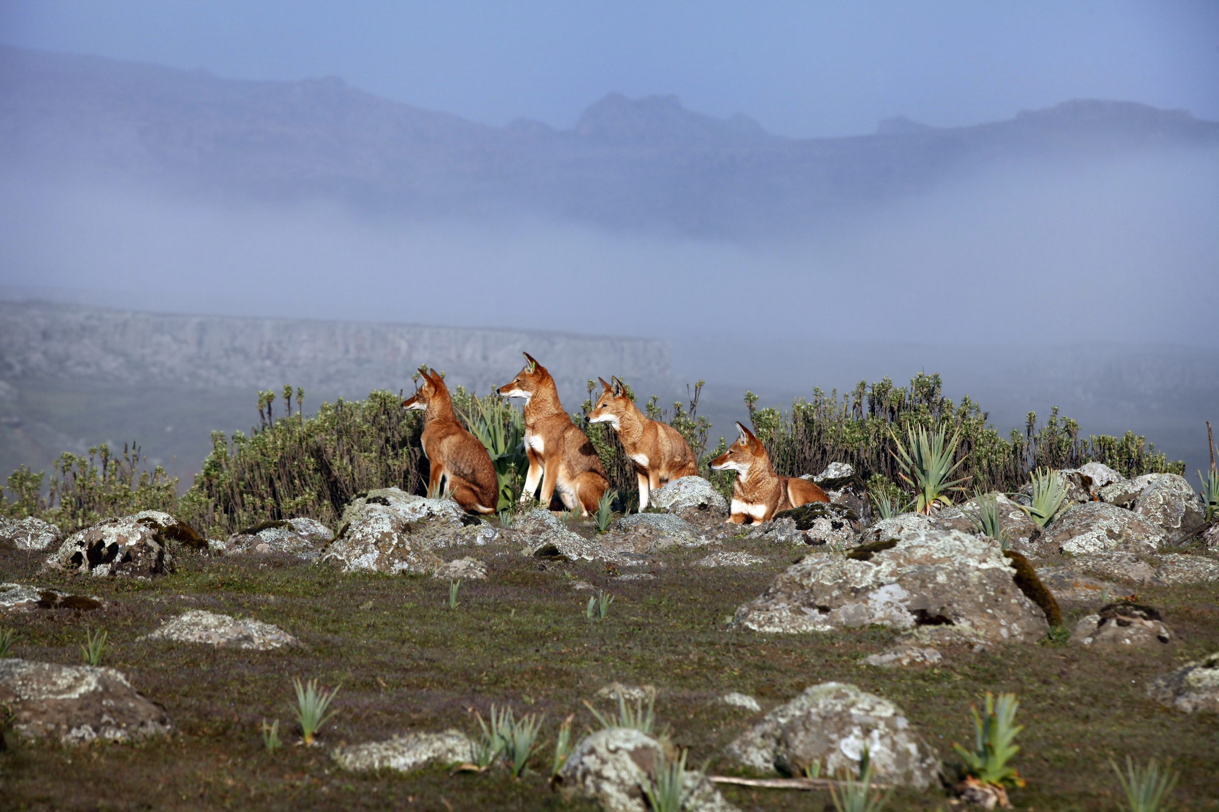 Bale Mountains National Park