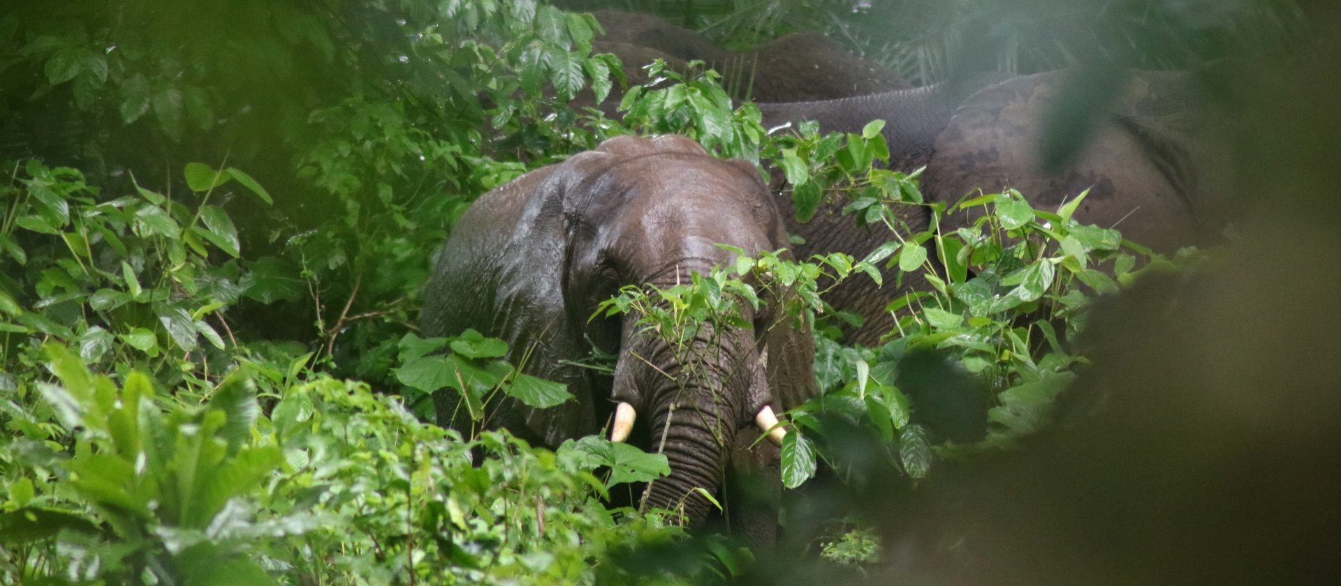Chebera Churchura National Park